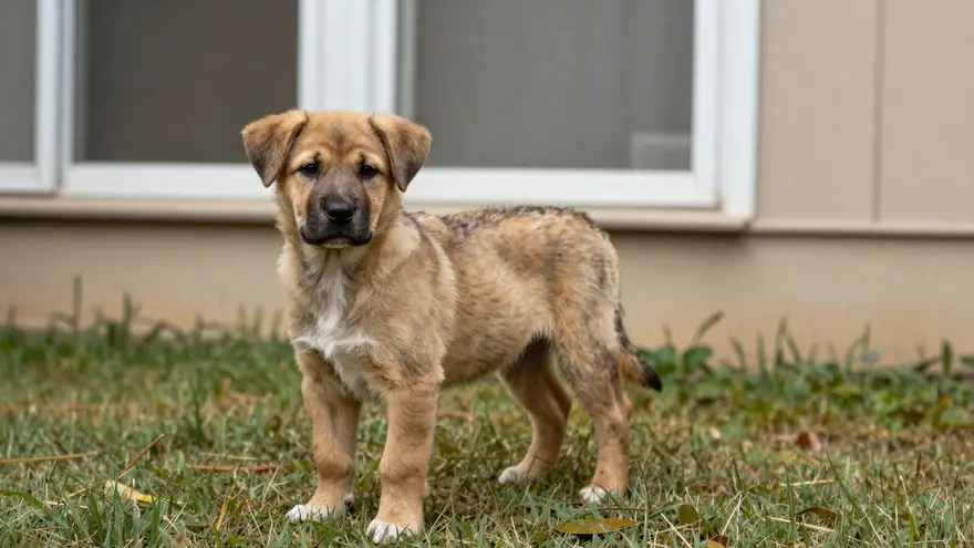 A large-breed puppy standing on grass in a backyard, still growing into its frame