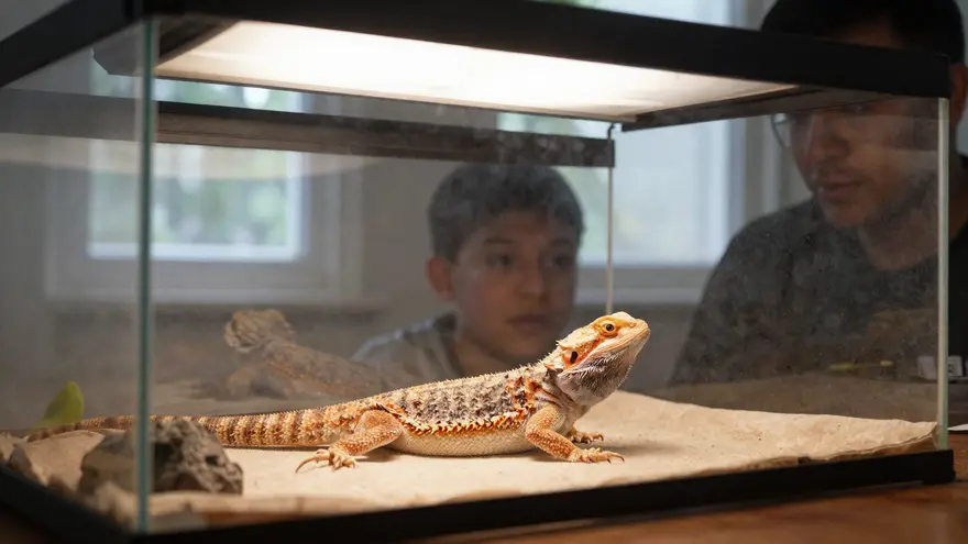 A bearded dragon basking under a heat lamp in a home enclosure while its owner watches