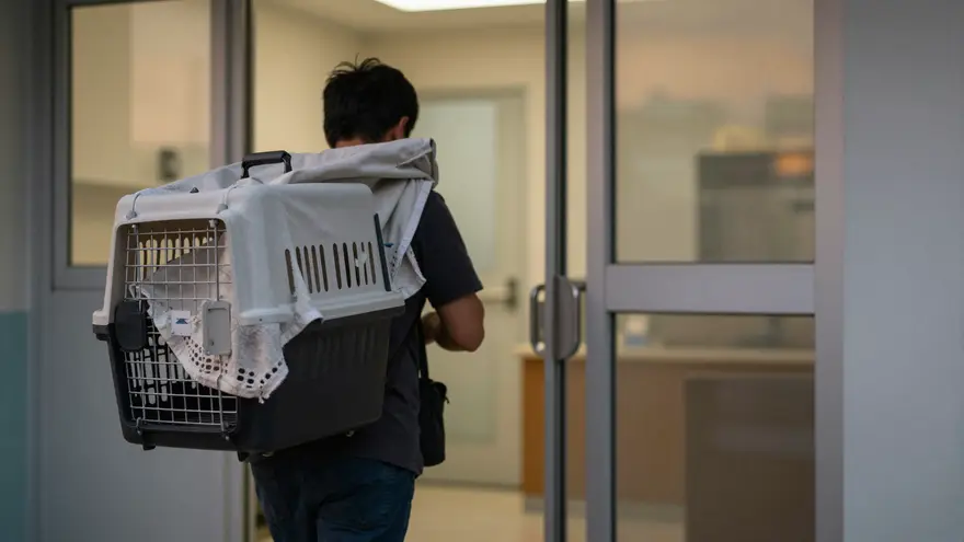 Arriving at a vet clinic in the early evening carrying a covered bird carrier