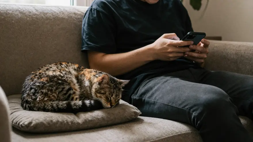 A person browsing a vet directory on a phone with a cat curled up nearby
