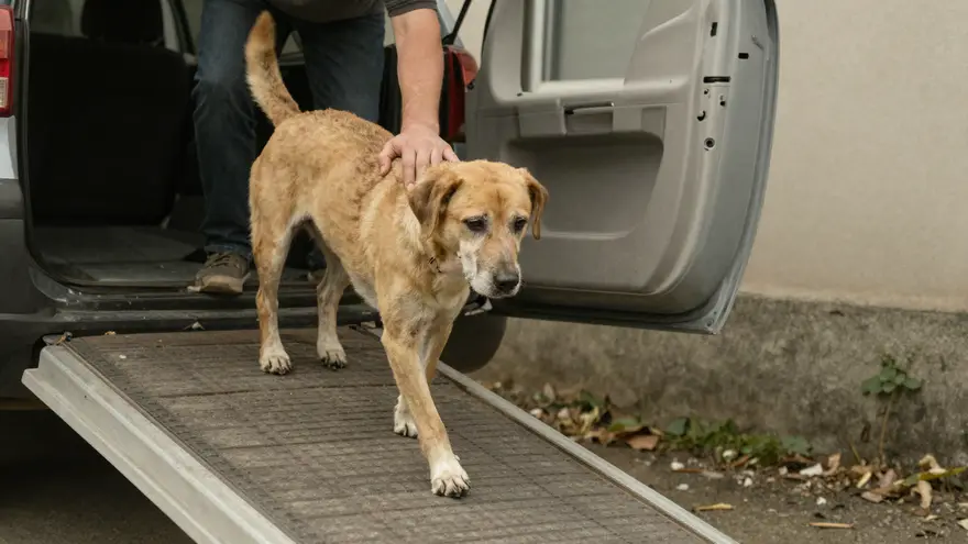 An old dog walking up a non-slip ramp into a car boot with its owner steadying it